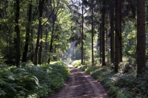 view during the montferland tops walking route