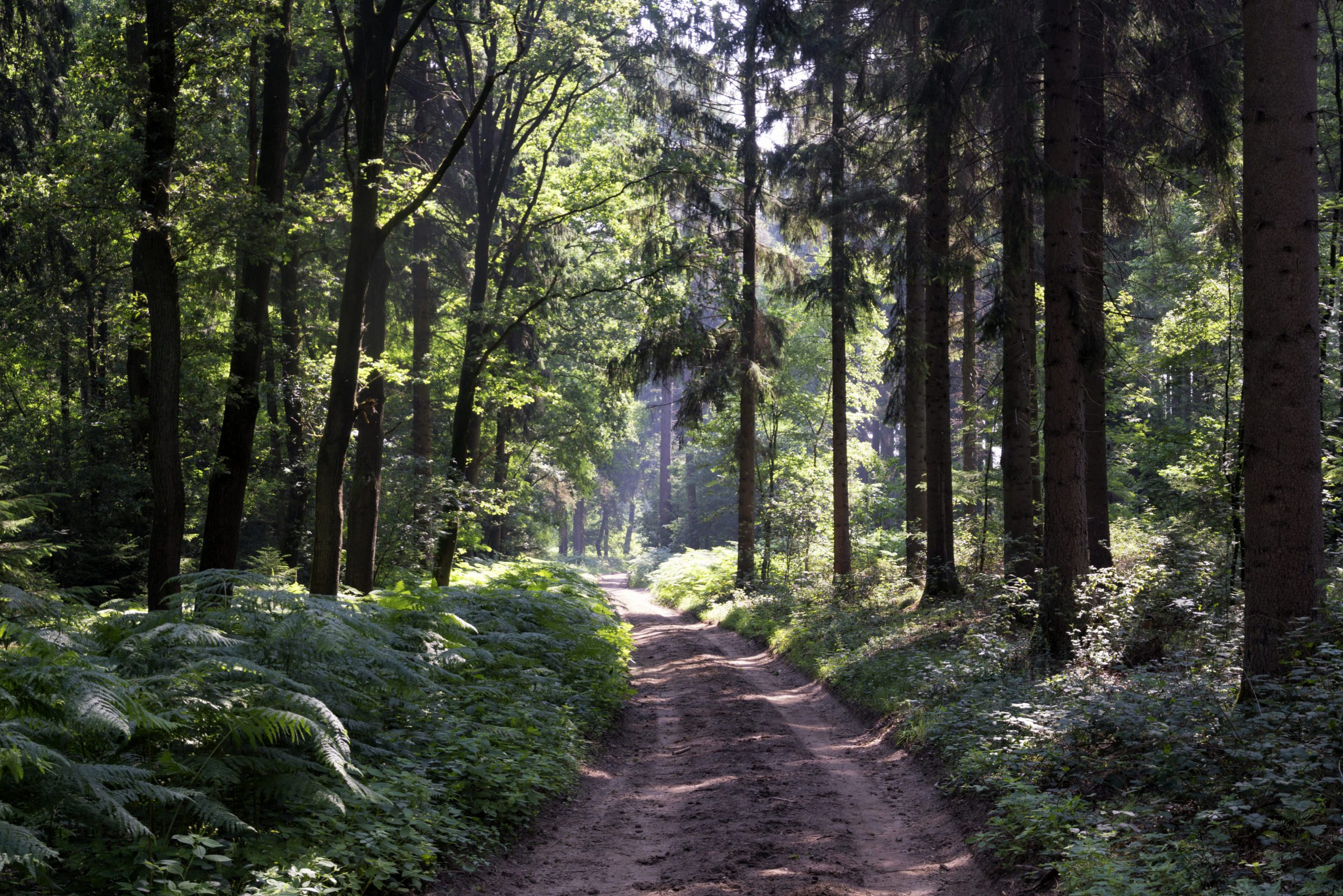 uitzicht tijdens de montferlandse toppen wandelroute