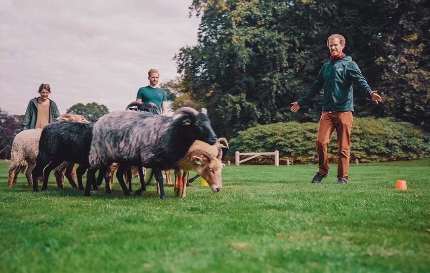 Teambuilding schapen drijven