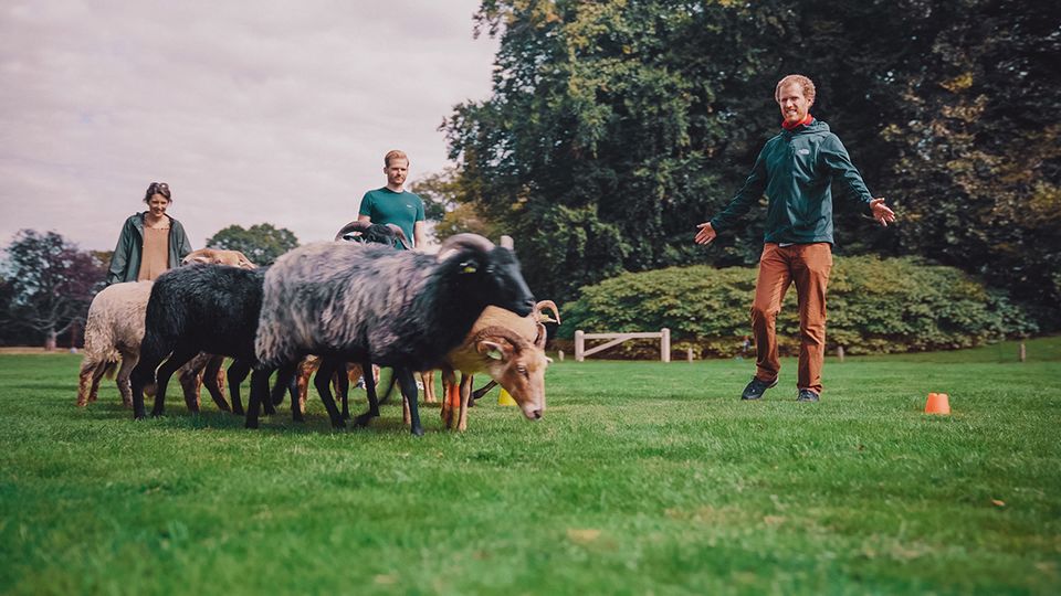 Teambuilding schapen drijven